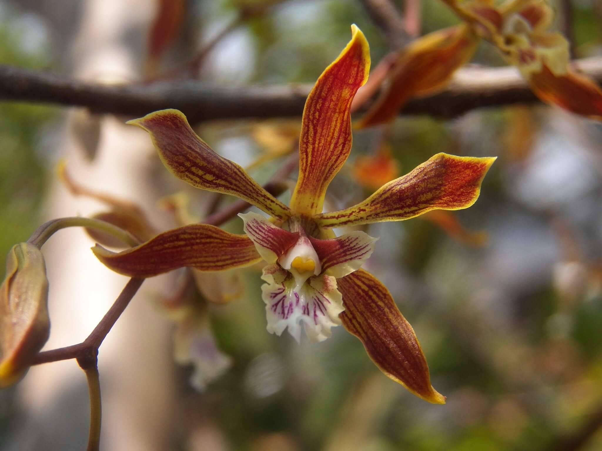 Encyclia meliosma